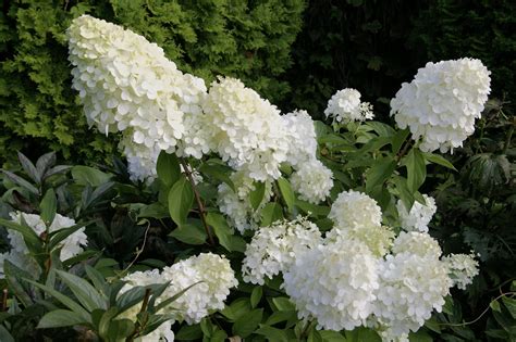 Гортензия Белый Медведь Фото И Описание – Telegraph