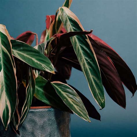 Строманта – особенности домашнего ухода с фото и видео | Faterra