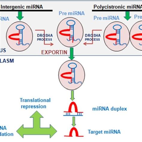 Biogenesis Of Mirna And Its Action Download Scientific Diagram