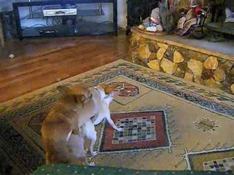 Chihuahua Cha Cha Porn No Chihuahuas Were Injured During Filming No Pups Were Made YouTube