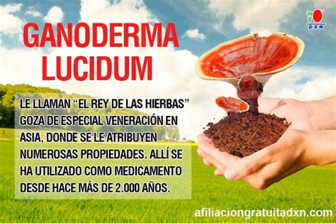 Dxn Productos De Ganoderma Spirulina Y M S Afiliacion Gratuita Dxn