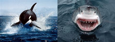 Whale Shark Vs Killer Whale