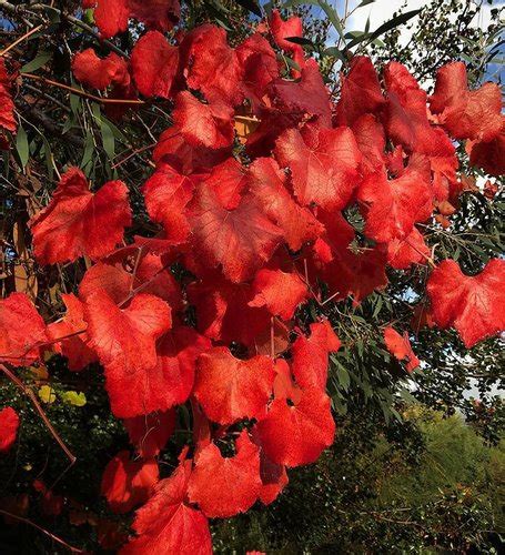 Vitis Rogers Red Vitis Californica X Vinifera Rogers Red Roger
