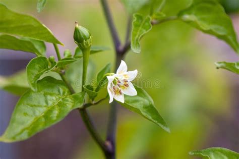 Flower Of A Capsicum Baccatum Plant Stock Photo Image Of Bloom