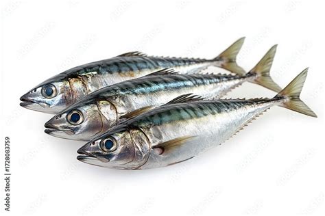 fresh  mackerel fish laid side  side   white background