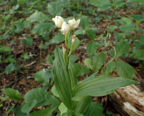 シロバナキンラン 東村山 キンランの咲く雑木林を守る会 （ラン科キンラン属）【白花金蘭】「キンラン」にもたまに白花が現れます