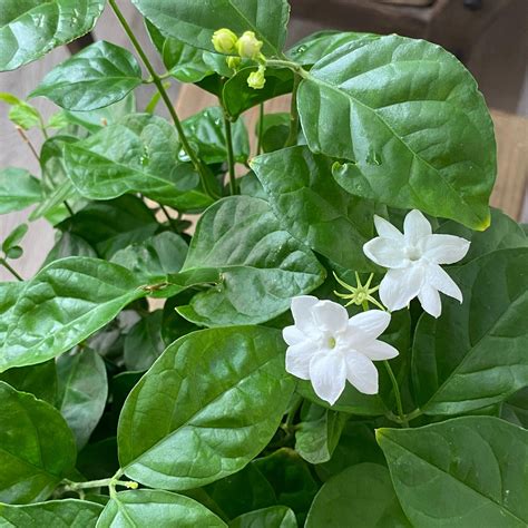 Jasmine - Sambac - 6-inch