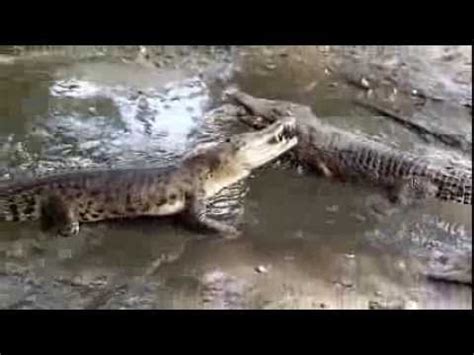 Deadly crocodile vs crocodile battle in Borneo - YouTube