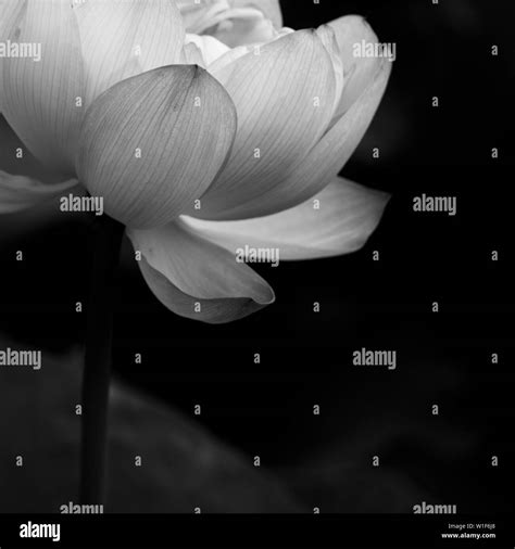 nature blooming Zen peace leaf Stock Photo - Alamy