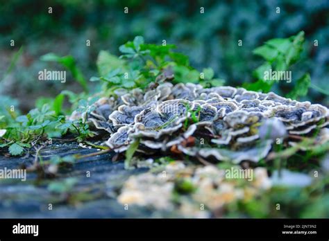 close  view   turkey tale funguses  green leafy plants