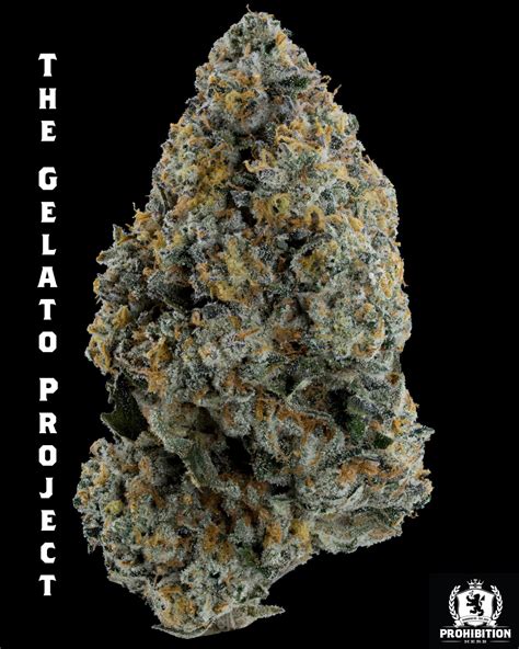 tropical gelato strain allbud