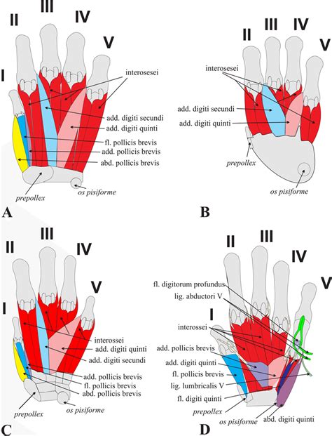 The muscles of the hand (left) from the volar side (the third layer): A ...