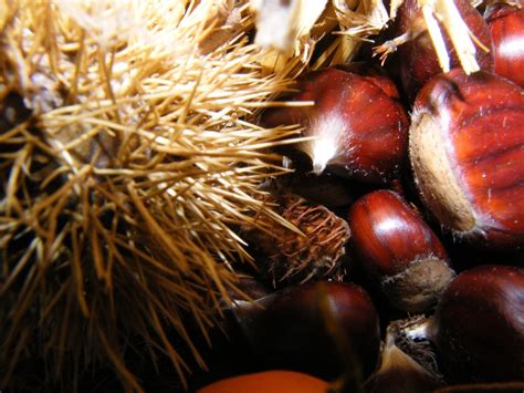 Maroni Chestnuts Fall - Free photo on Pixabay - Pixabay