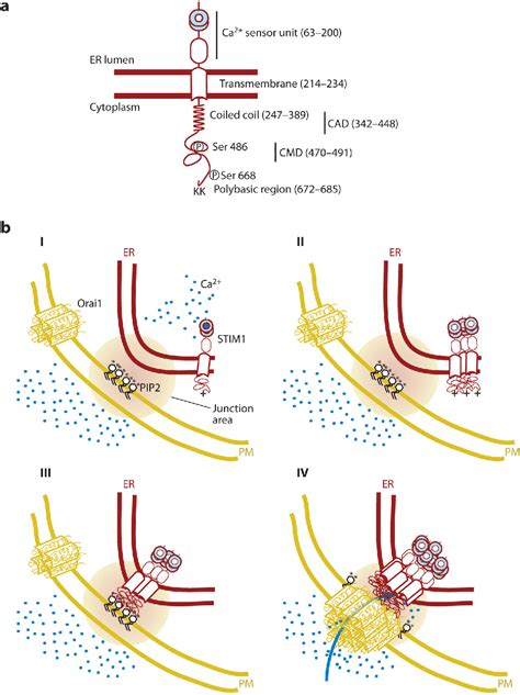 Figure From Stim Proteins And The Endoplasmic Reticulum Plasma