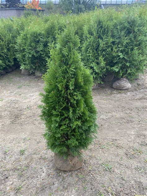 Thuja Smaragd 120 rotklump EXKLUSIV Allt för Trädgården