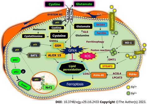 Mechanistic Insights Of Ferroptosis Regulated Pathways Are Represented