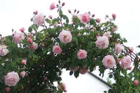 Роза «Нью Даун» — описание, фото и характеристики сорта