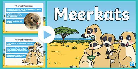 meerkat facts  kids twinkl