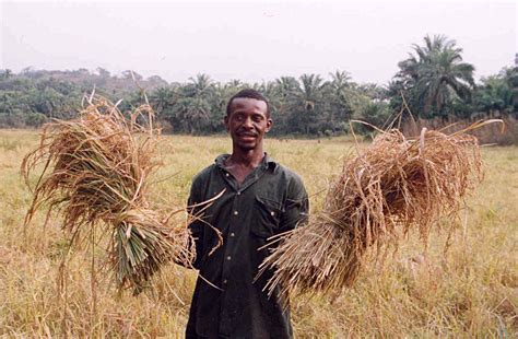 File:Sierra Leone rice farmer.jpg - Wikipedia