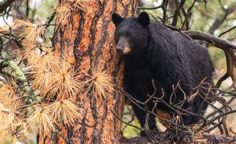 Bears In Colorado How To Stay Safe While Protecting Local Wildlife