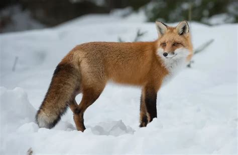 red fox wild stock photo jill  ghostbearorg