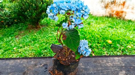 Guía Completa Para Plantar Cultivar Y Cuidar La Hortensia Macrophylla