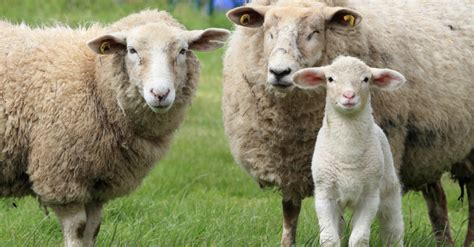 places   lambing  kent  east sussex