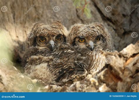 Two Spotted Eagle Owls Babies Bubo Africanus Sitting In The Shade