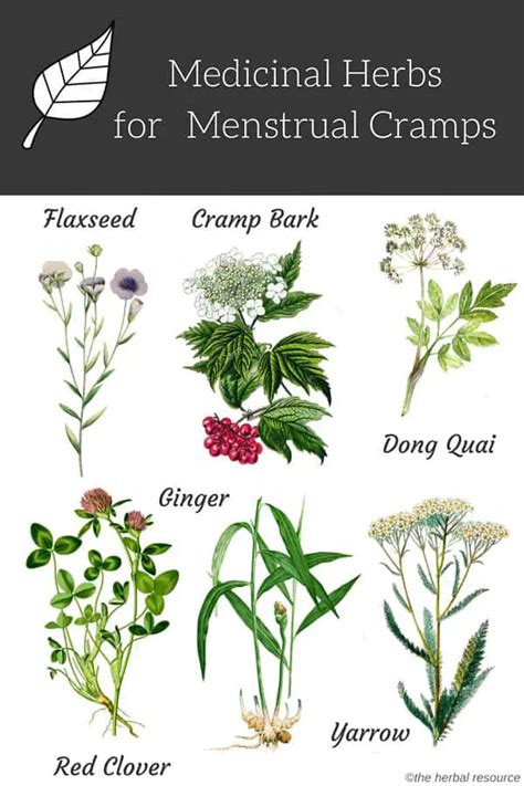 Herbs for Menstrual Cramps - Uses, Benefits and Side Effects