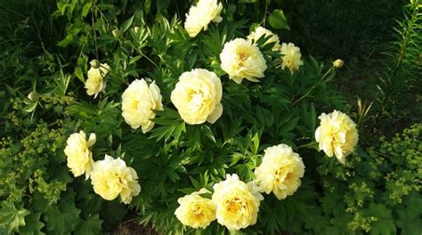 Желтые пионы (26 фото): описание пионов «Йеллоу краун» и Mock Orange ...