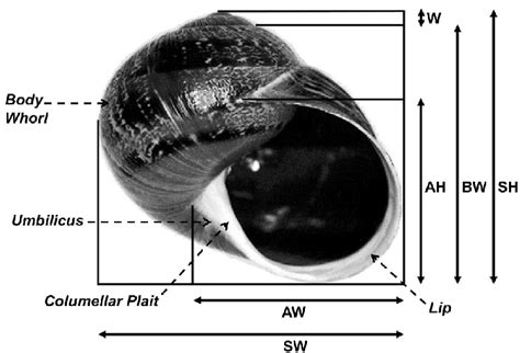 Snail shell with characters mentioned in the text labelled (dashed... | Download Scientific Diagram