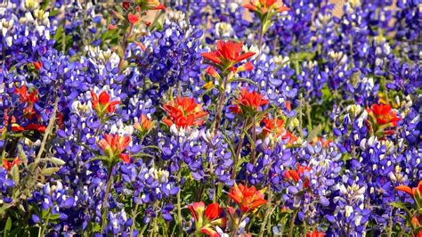 Spring Wildflowers in Central Texas - background — Stock Photo ...