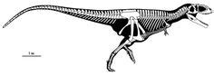 mapusaurus_skeleton Dinosaur Skeleton, Prehistory, Dinosaurs, Skulls ...