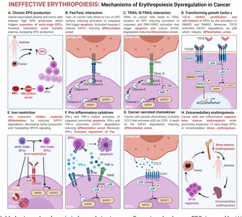 Figure From Tumor Immune Evasion Induced By Dysregulation Of