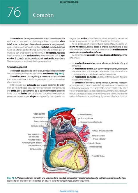 Latarjet Sistema Cardiovascular Corazon Arterias El Corazón Es Un