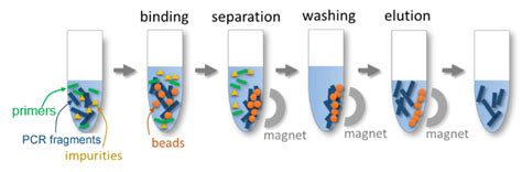 Magnetic Beads Pcr Purification The Only Beads For Pcr Fragments Bp