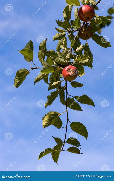 A Branch On Which A Red Apple Hangs Stock Photo Image Of Ripe