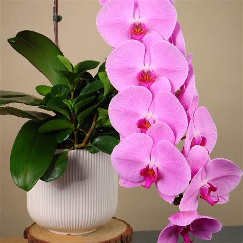 Ivory Majesty Orchid Phalaenopsis Jm Flower