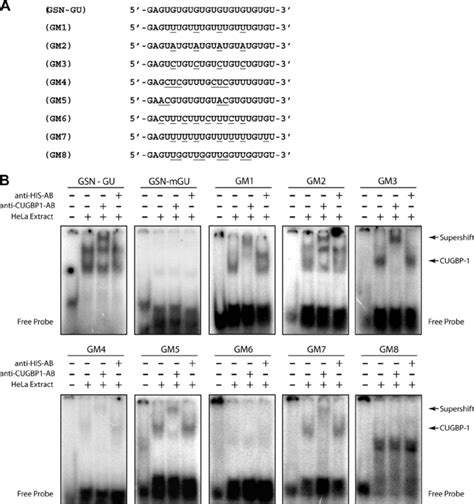 CUGBP1 binding activity allows mismatches in the GU-repeat sequence ...