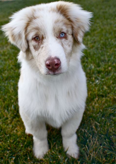 Indy the Australian Shepherd with Heterochromia
