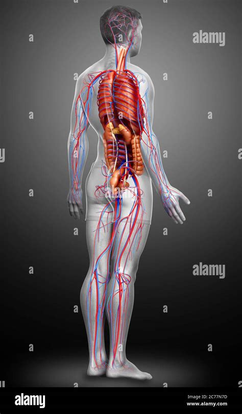 D Rendered Medically Accurate Illustration Of The Male Circulatory