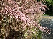 categorytamarix wikimedia commons