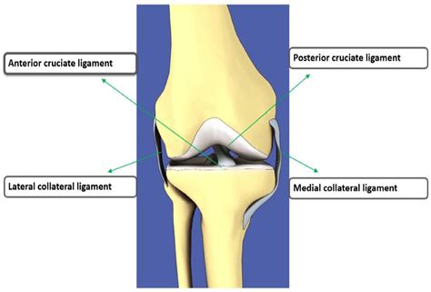 Anterior Cruciate Ligament