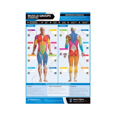 list  exercises   muscle group  pictures eoua blog