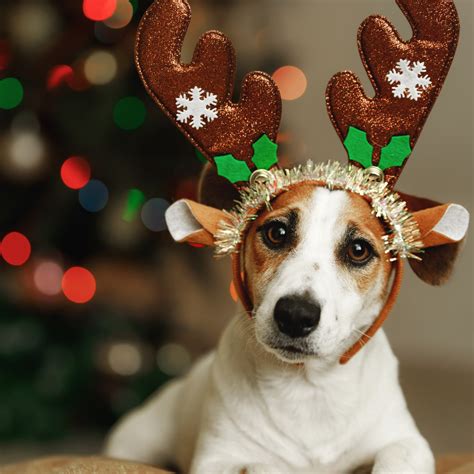 Events - The Canine Perspective