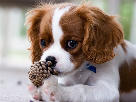 Cavalier Breeders | Professional Breeders: Perfect Pooches