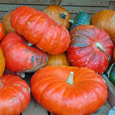 Cinderella Heirloom Pumpkin Seeds Terroir Seeds