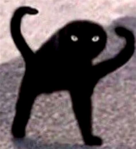 Scary Cat Cat Memes Scary Cat Funny Cute Cats