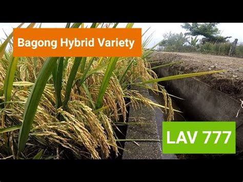 Ripening Stage Leads Agri LAV 777 Hybrid Rice Variety SL 8H SL