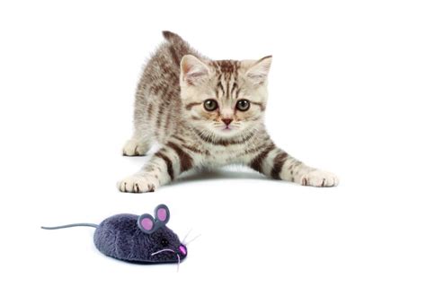 The 7 Best Battery-Operated Toys to Keep Your Cat Active
